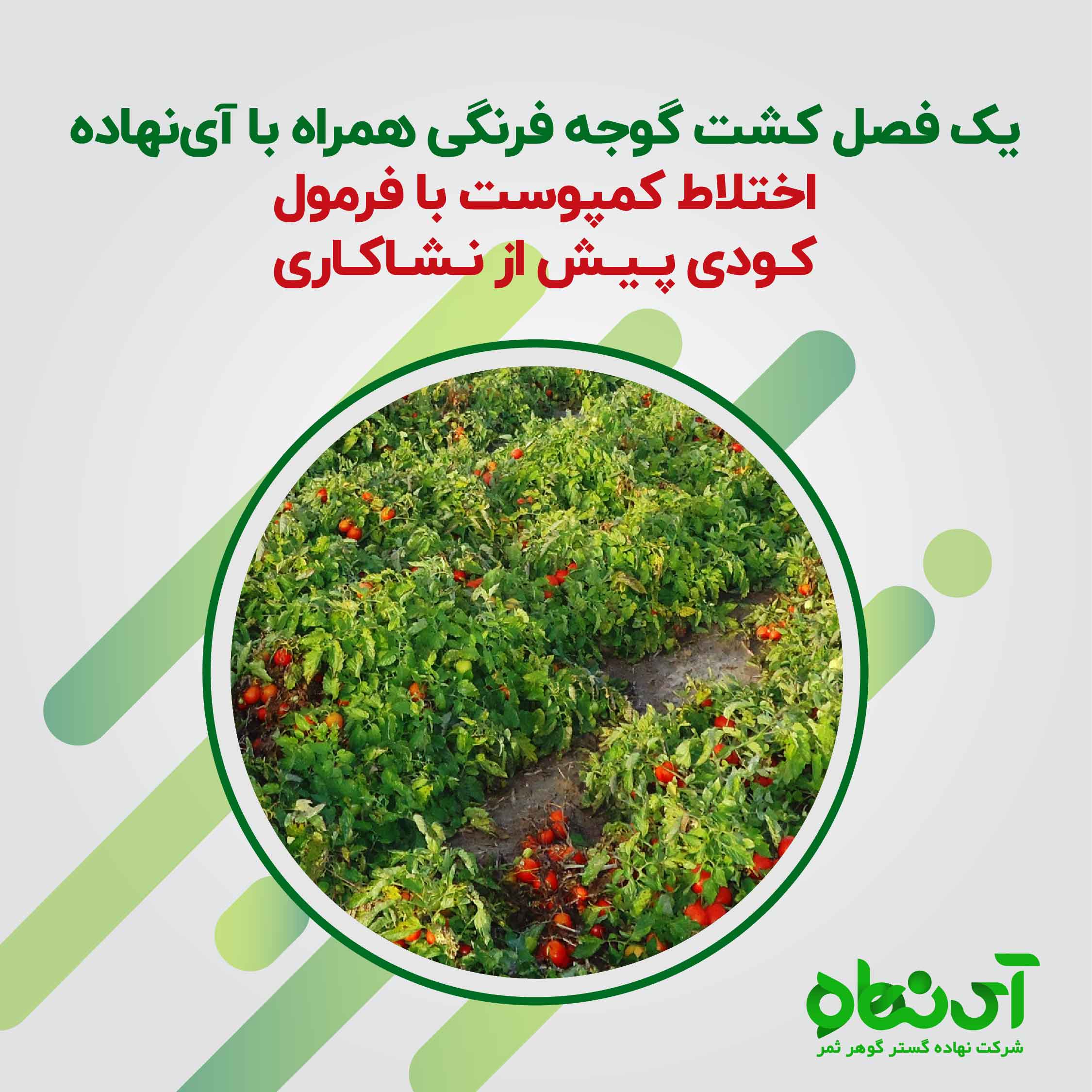 یک فصل کشت گوجه فرنگی اختلاط کمپوست با فرمول کودی پیش از نشاکاری